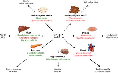 E2F1, a Novel Regulator of Metabolism